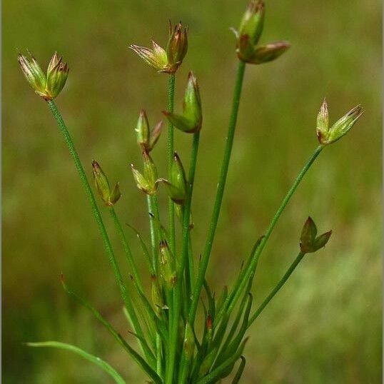 Juncus rechingeri Yeri