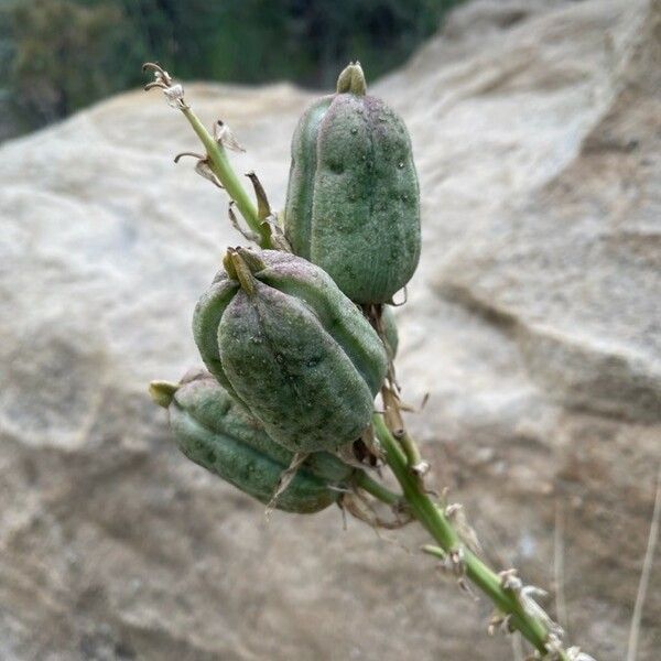 Yucca glauca Fruto