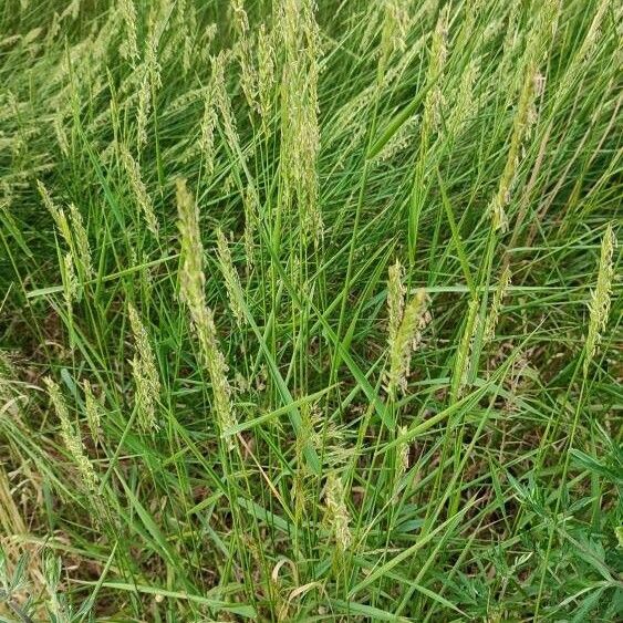 Elymus repens Habit