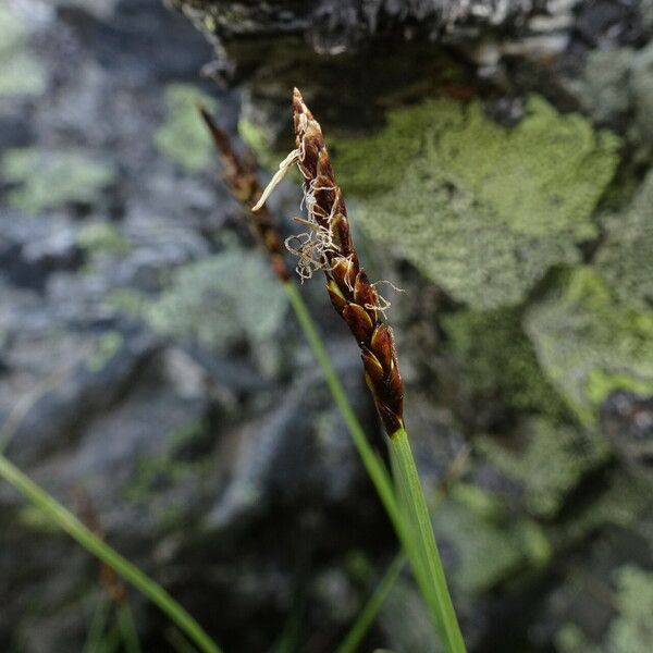 Carex rupestris Blomst