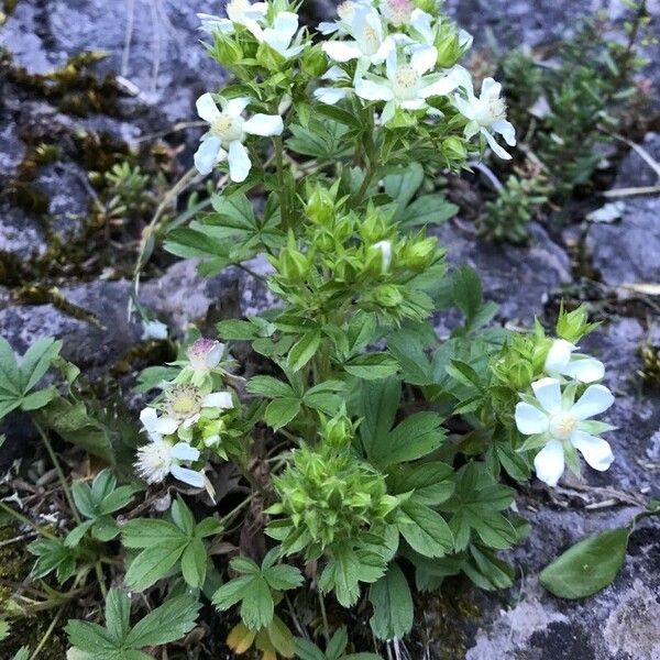 Potentilla caulescens Цветок