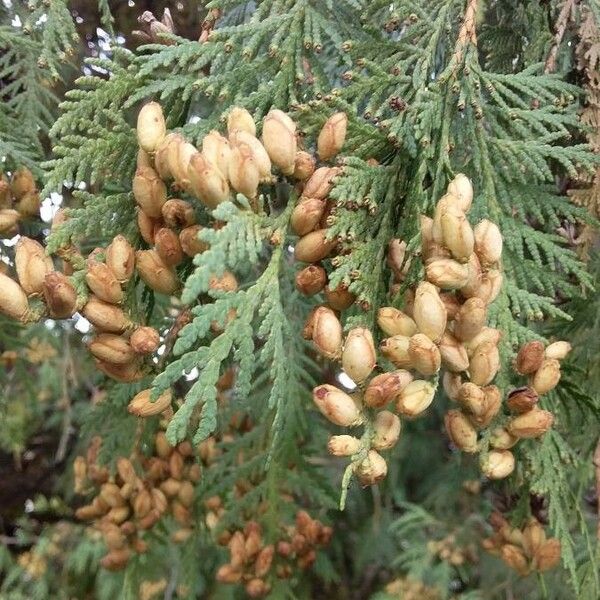 Thuja occidentalis 果實