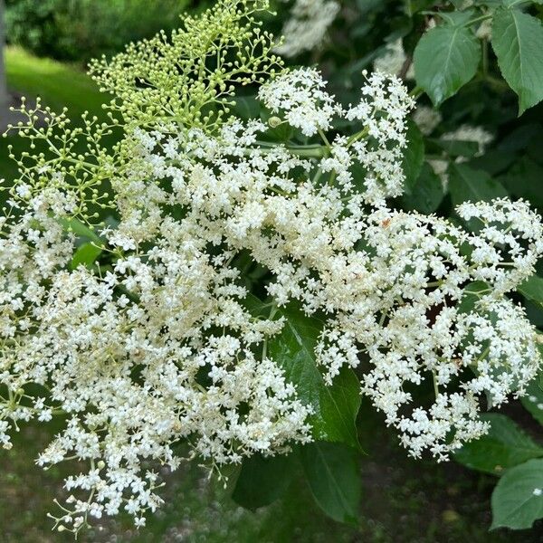 Sambucus nigra ᱵᱟᱦᱟ