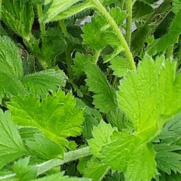 Geum coccineum Feuille