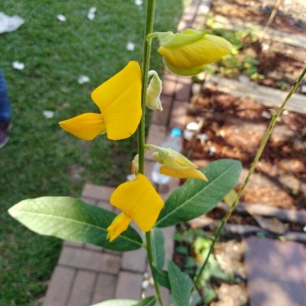 Crotalaria juncea Bloem