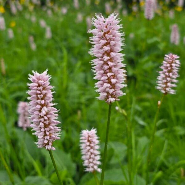 Persicaria bistorta Květ