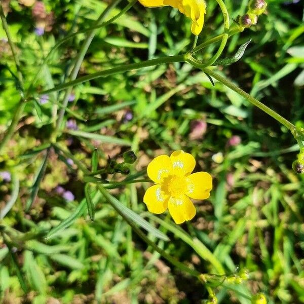 Ranunculus flammula Blüte