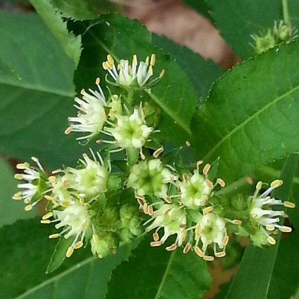 Penthorum sedoides Flower