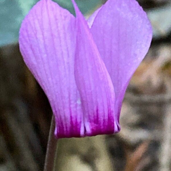 Cyclamen purpurascens Žiedas