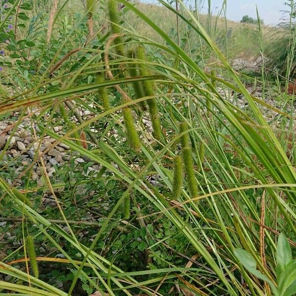 Carex pseudocyperus Плід