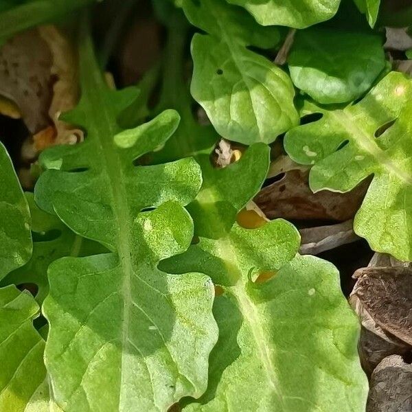 Calepina irregularis Leaf