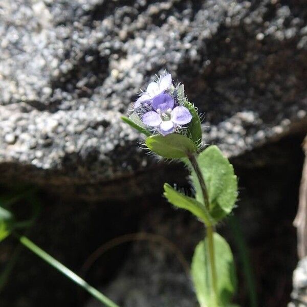 Veronica alpina പുഷ്പം