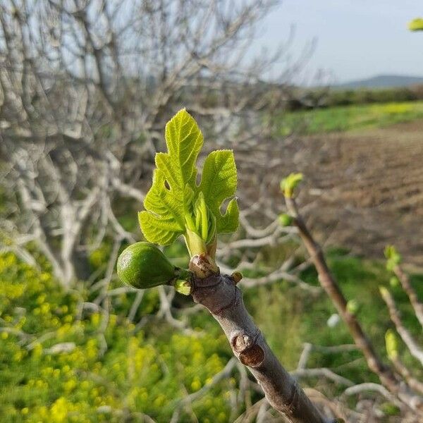 Ficus carica 葉