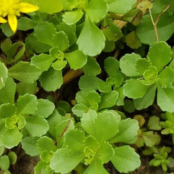 Sedum sarmentosum Leaf