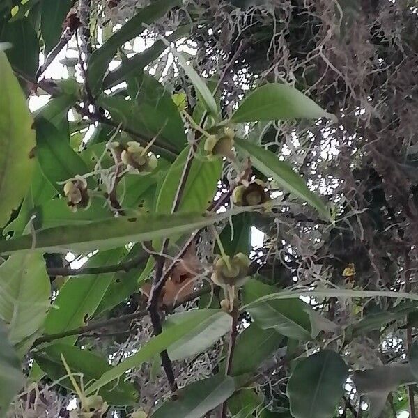Syzygium jambos Лист