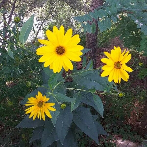 Helianthus tuberosus Flower