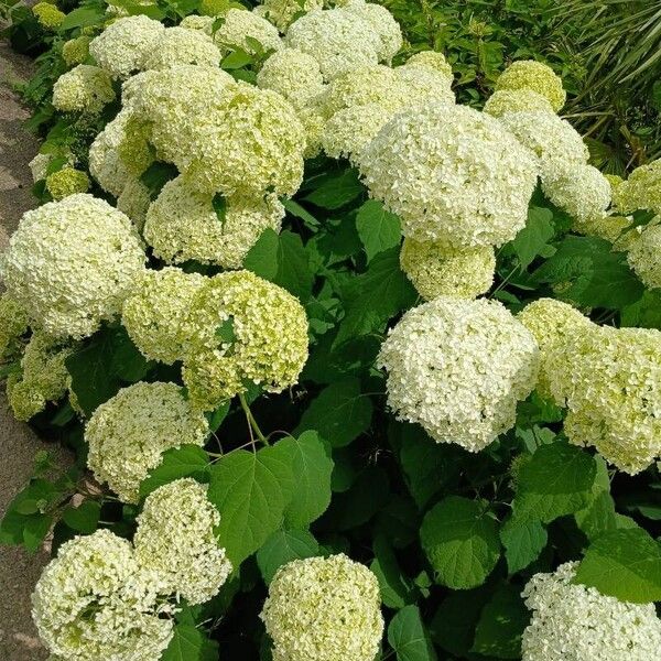 Hydrangea arborescens Habit