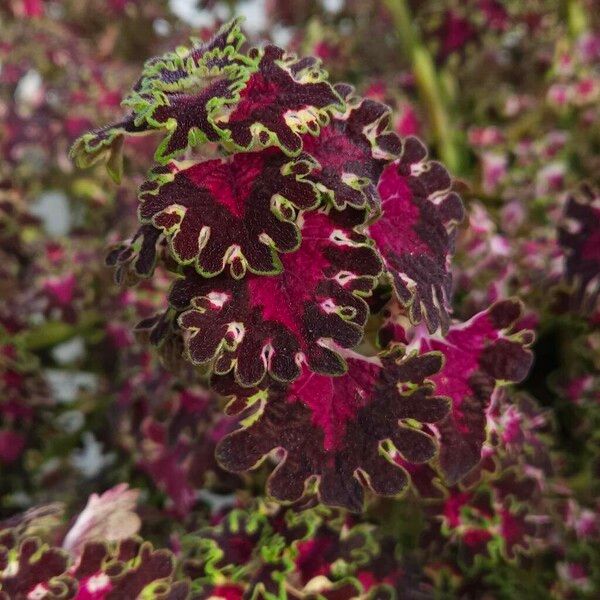 Coleus decurrens Folha