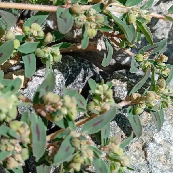 Euphorbia maculata Hoja