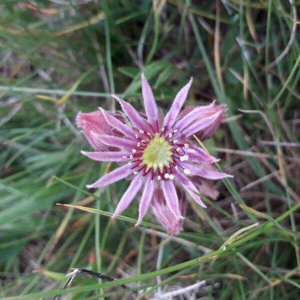 Sempervivum montanum Λουλούδι