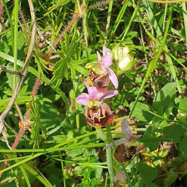 Ophrys holosericea Blomst