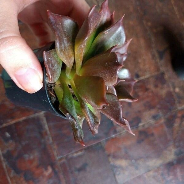 Echeveria affinis Leaf