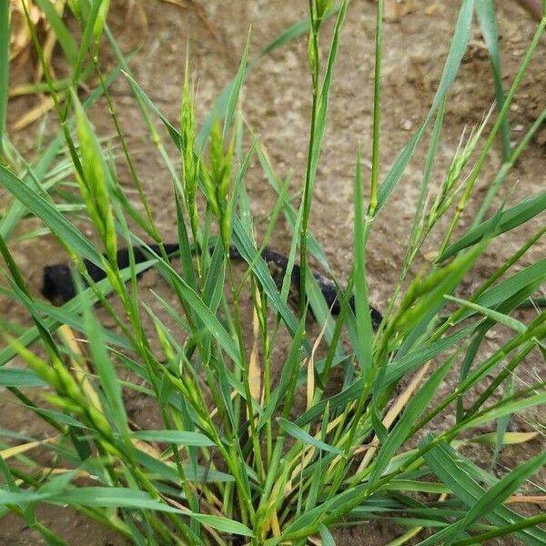 Bromus racemosus Агульны выгляд