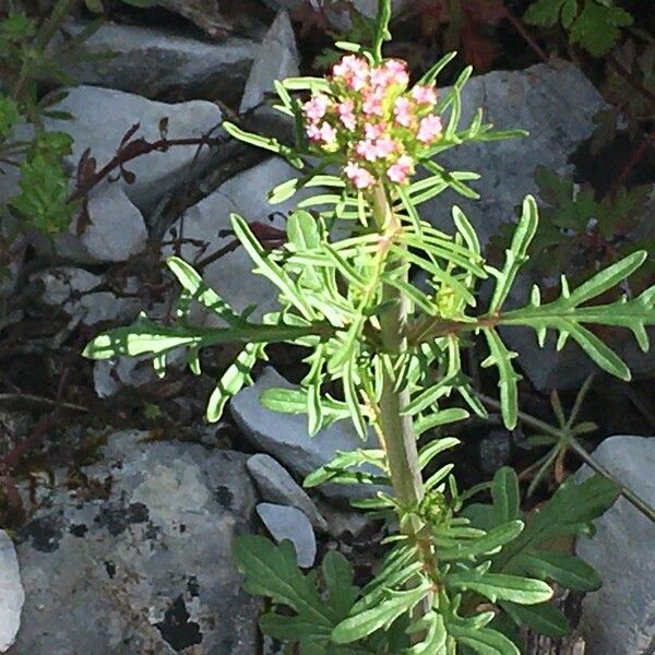 Valeriana calcitrapae Flower