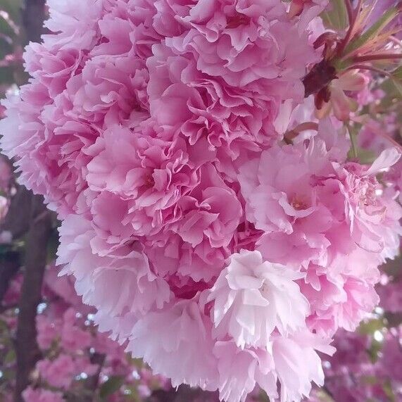 Prunus serrulata Blüte