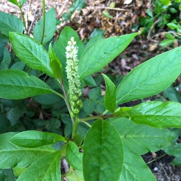 Phytolacca octandra Ліст