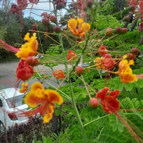 Caesalpinia pulcherrima Cvet