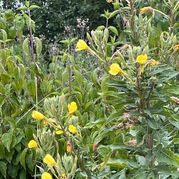 Oenothera rubricaulis 花