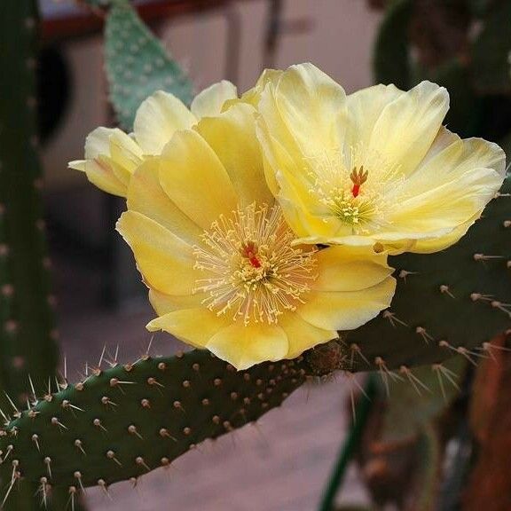 Opuntia leucotricha Flower