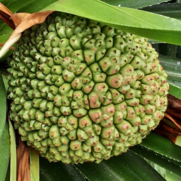 Pandanus tectorius 果