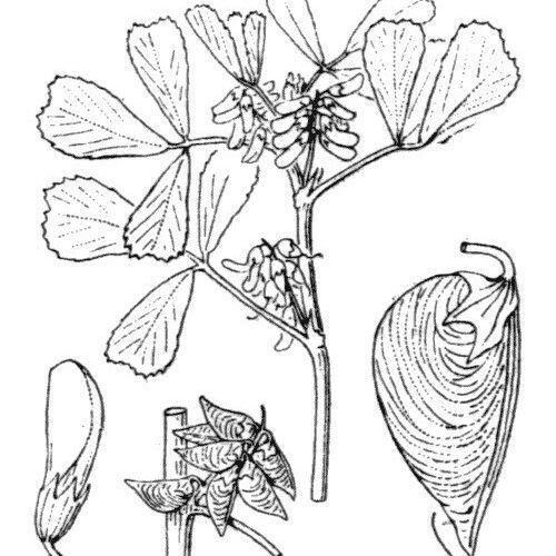 Melilotus siculus Diğer