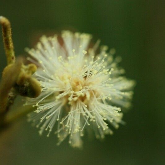 Acacia mearnsii Other