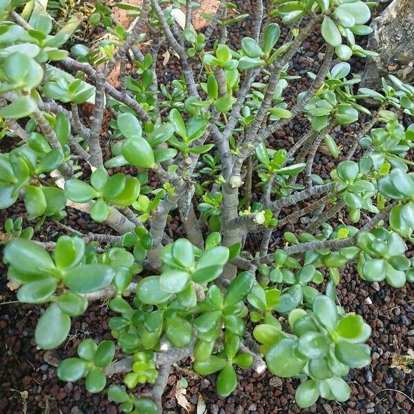 Crassula ovata Habit