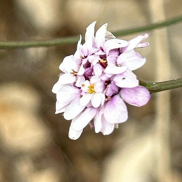 Iberis linifolia Flower