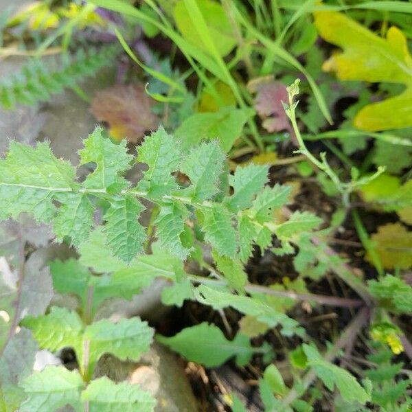 Brassica tournefortii Blad