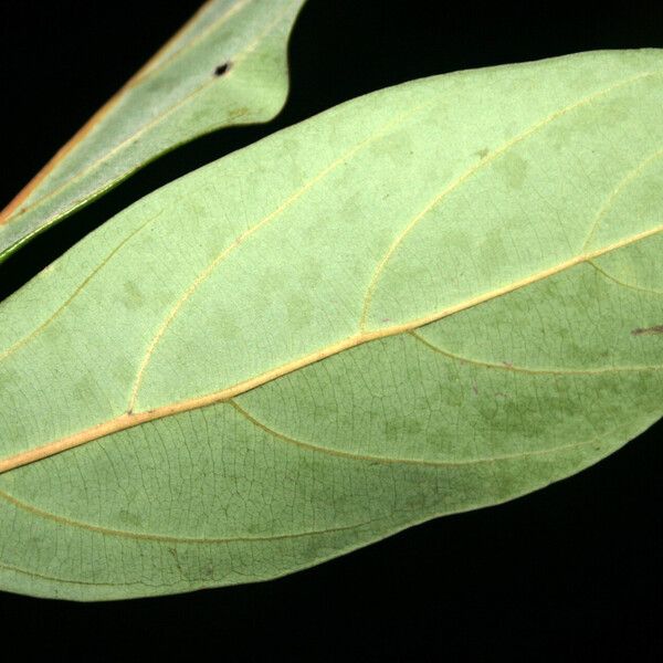 Rhodostemonodaphne saulensis Leaf