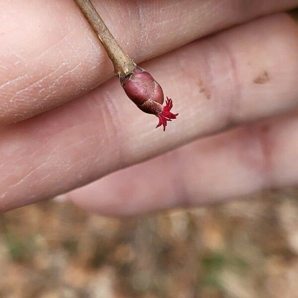 Populus simonii Flower