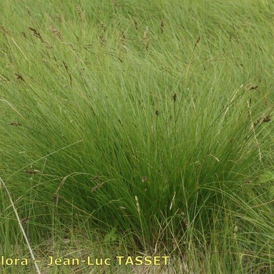 Carex appropinquata Habitus