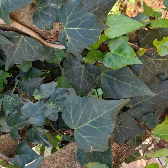 Hedera canariensis Lapas