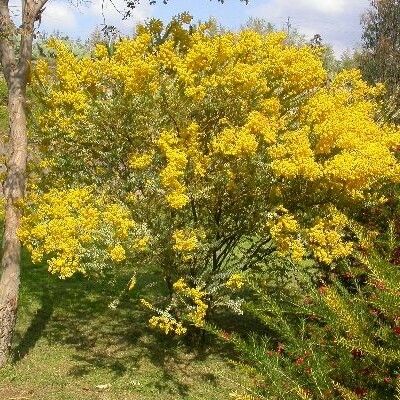 Acacia cultriformis Habit