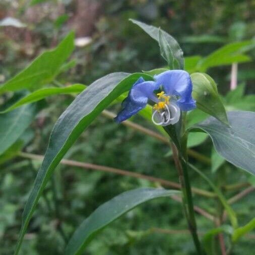 Commelina erecta Λουλούδι