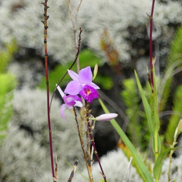 Arundina graminifolia Flower