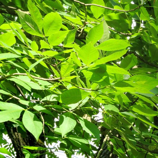 Carya glabra Leaf