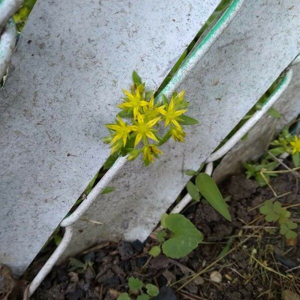 Sedum sarmentosum Flor