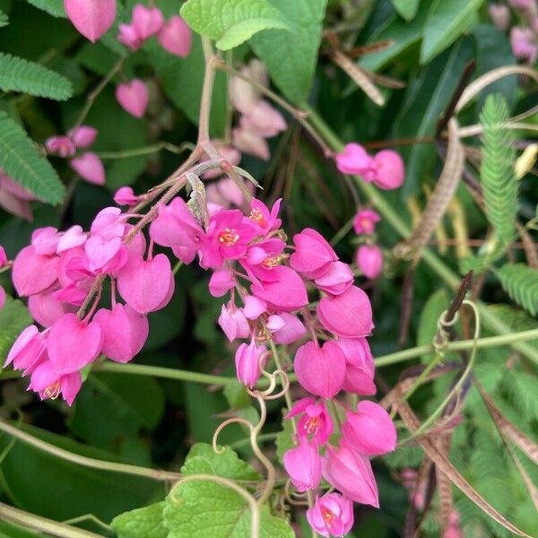 Antigonon leptopus Flor