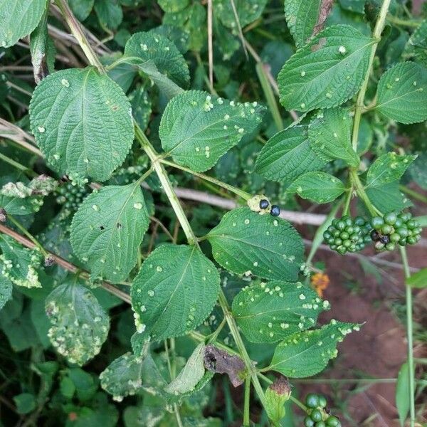 Lantana camara Blatt